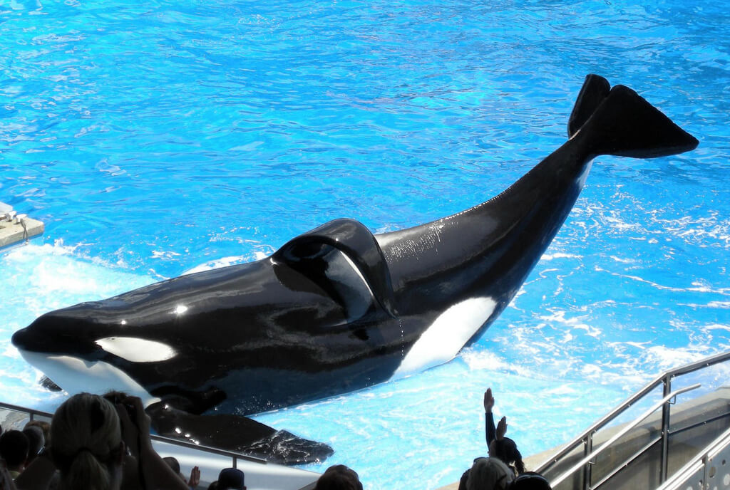 did-years-of-captivity-and-abuse-lead-to-seaworld-orca-tilikum-s-early